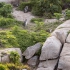 Penguin Colony