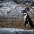 Adult Penguin
