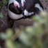 Penguin At My Feet