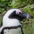 Penguin Profile