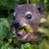 Rock Hyrax Feeding In Colony