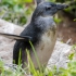 Young Penguin