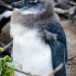 Juvenile Penguin