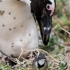 Penguin With Cape Wagtail