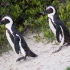 Penguins Heading For Nest