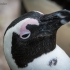 Penguin, Eye To Eye