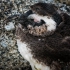 Sleepy Nestling Penguin