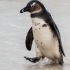 Young Penguin After Swim