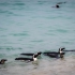Penguins Heading Out To Feed