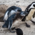 Juvenile Penguins Begging