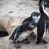 Juvenile Penguins Seriously Begging