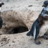 Adult Penguin Approaching Nest