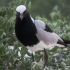 Blacksmith Lapwing, Colony Visitor