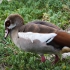 Egyptian Goose, Colony Visitor