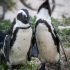 Penguins Renewing Pair Bond