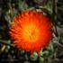 Kirstenbosch Flower