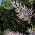 Kirstenbosch Flowering Bush #1