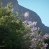 Kirstenbosch Flowering Bush #2