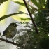 Cape White-eye