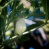 Sombre Greenbul