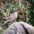 Common Waxbill #1