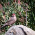 Common Waxbill #2