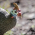 Helmeted Guineafowl