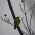 Brimstone Canary, Back
