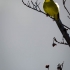 Brimstone Canary, Front
