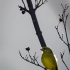 Brimstone Canary, Side