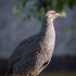 Cape Spurfowl