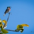Southern Double-collared Sunbird Singing