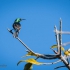 Southern Double-collared Sunbird, Back