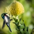 Southern Double-collared Sunbird Feeding