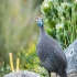 Helmeted Guineafowl Calling