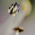 Pollen ready to go