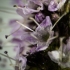 Flower detail