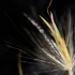 Grass seed head