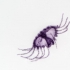 Obelia medusae