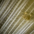Tiny crab on scallop