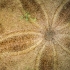 Sand dollar