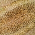 Sand dollar detail