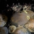 Ciona intestinalis (Sea squirt)