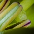 Lily anthers and pistel