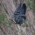 Catbird Nabbed