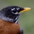 American Robin--Head