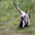 Chickadee in the Net
