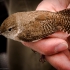 House Wren--Male