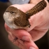 House Wren in Hand