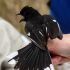 Towhee Protests